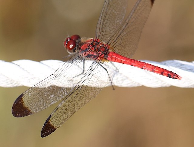 Sympetrum_baccha_matutinum_(male_s3)