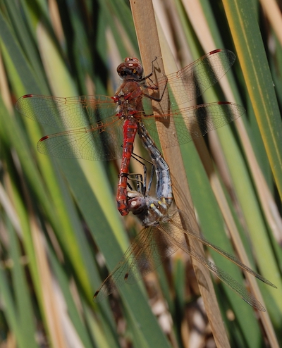 Sympetrum_corruptum-Copulating-2