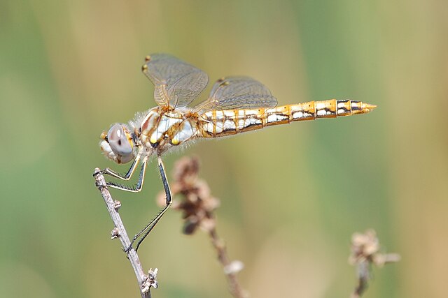 Sympetrum_corruptum-Female-3