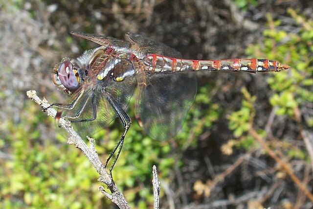 Sympetrum_corruptum-Male-1