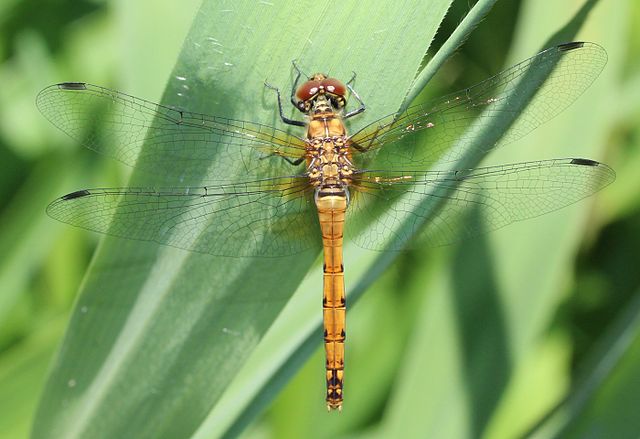 640px-Sympetrum_darwinianum_female