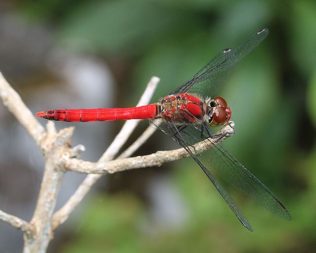 Sympetrum_darwinianum_(male_s3)