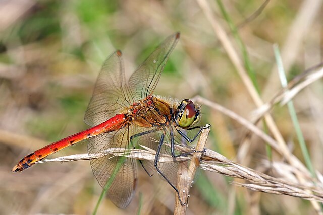 Sympetrum_depressusculum_08-09-28_IMG_5990