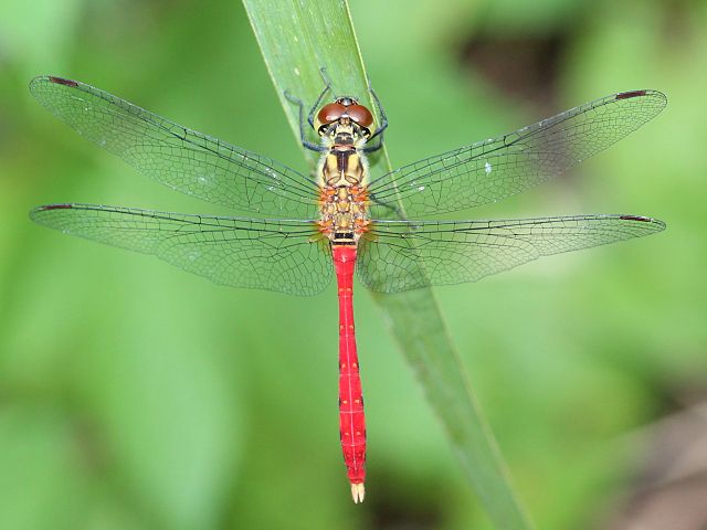 Sympetrum_eroticum_(male_s2)