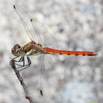 アキアカネ_オス_Sympetrum_frequens_male