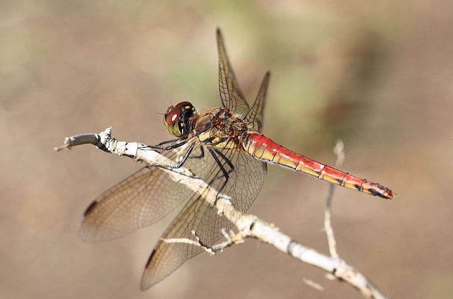 Autumn_darter_-_Sympetrum_frequens_-_秋茜(アキアカネ)_(6359580635)