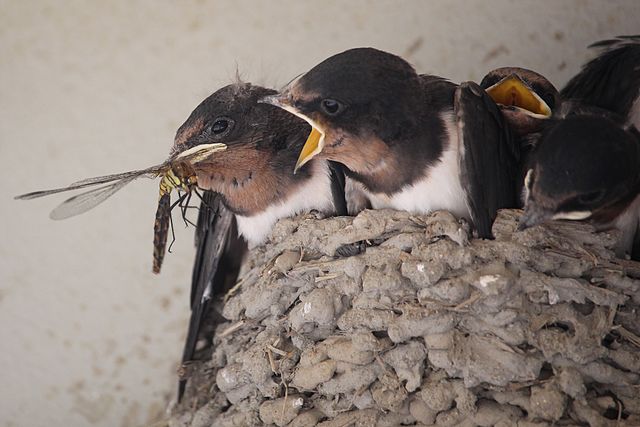 Hirundo_rustica_gutturalis_(juvenile_in_nest_eating_dragonfly)