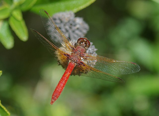 MEADOWHAWK,_CARDINAL_(sympetrum_illotum)_(5-28-06)_slo_-2_(2596553302)