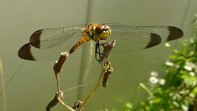 Sympetrum_infuscatum_-_1