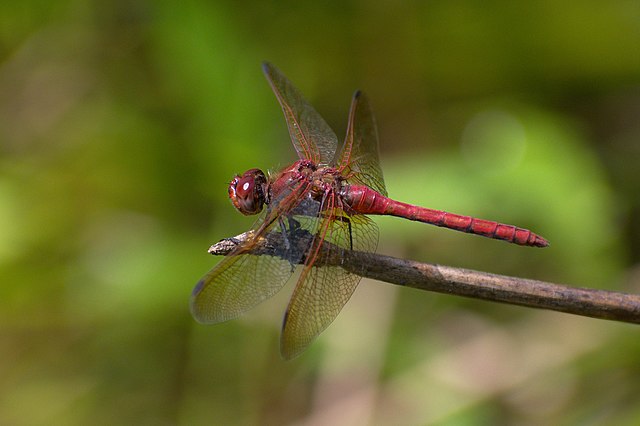 Sympetrum_madidum