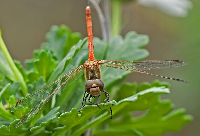 Sympetrum_nigrifemur,_Canary_Islands