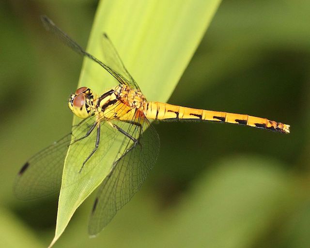 Sympetrum_parvulum_(female_s3)