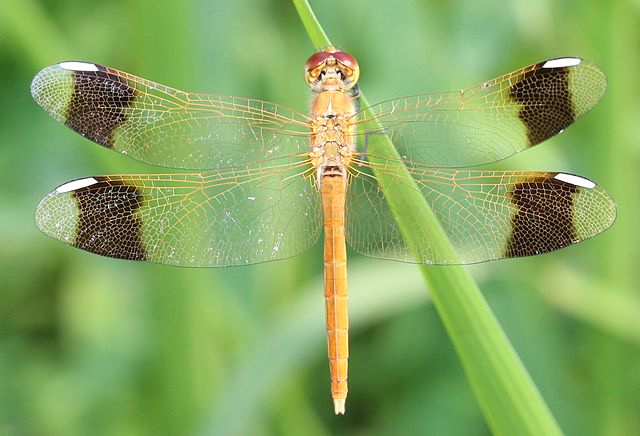 640px-Sympetrum_pedemontanum_elatum_male