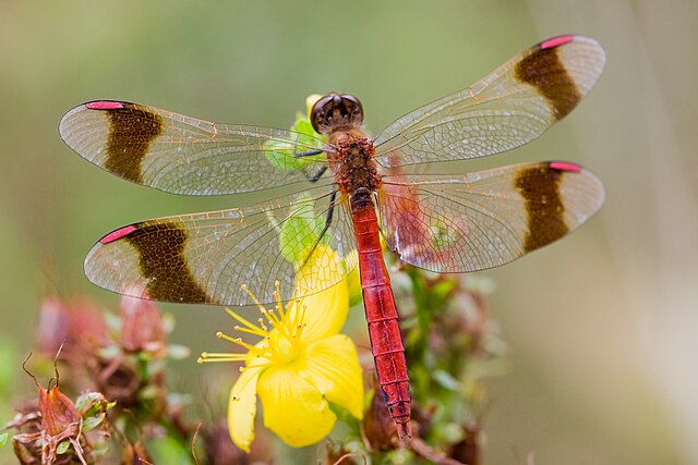 Sympetrum_pedemontanum_1(loz)