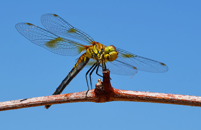 Western_meadowhawk