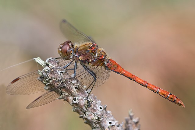 Sympetrum_striolatum_3(loz)