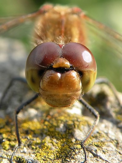 Sympetrum_commun_4463