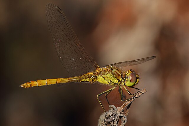 Sympetrum_vulgatum_-_Eisenstadt_3